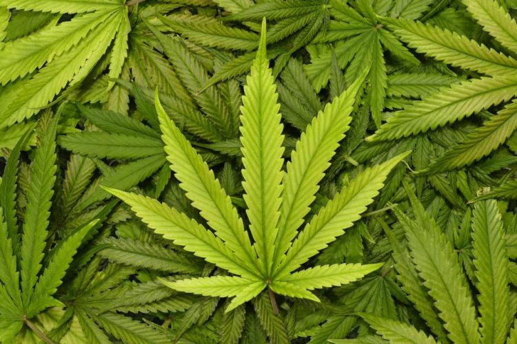 Risultati immagini per cannabis